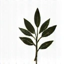 Local flora icon